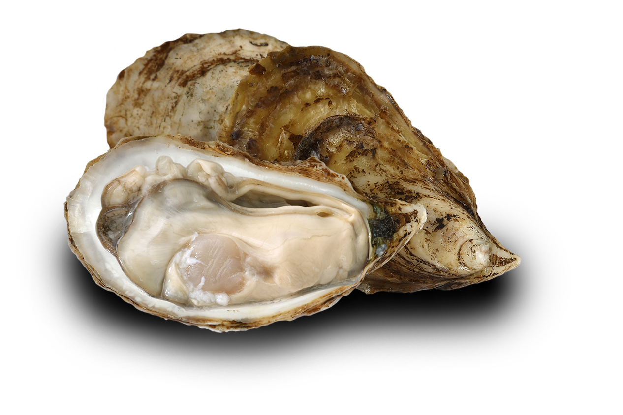 Oyster-Image